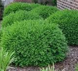 Boxwood/ Green Velvet