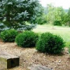Boxwood-Green-Velvet-2.jpg