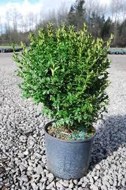 Boxwood/ Julia Jane