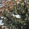 Boxwood-Julia-Jane-2.jpg