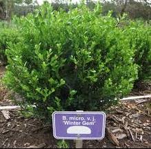 Boxwood/ Winter Gem