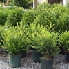 Boxwood-Winter-Gem-2.jpg