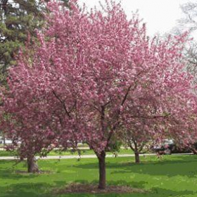 Crabapple/ Brandywine