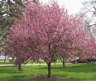 Brandywine-Crabapple.jpg
