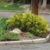 Broom-Spanish-2.jpg