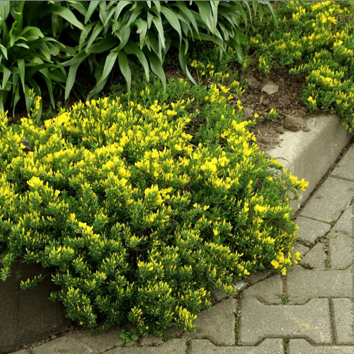 Broom-Yellow.jpg