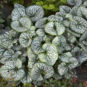 Brunnera