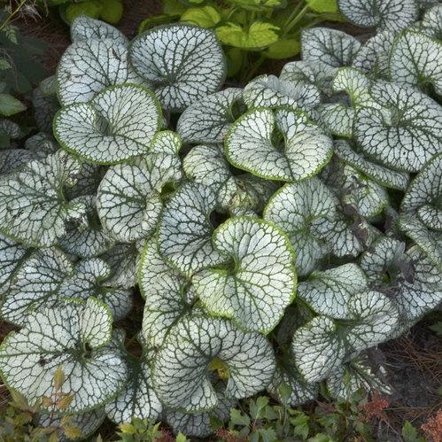 Brunnera_Jack-Frost.jpg
