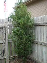 Buckthorn/ Fine Line