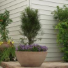 Buckthorn-Fineline-2.jpg