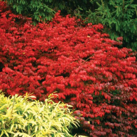 Burning Bush/ Fire Ball