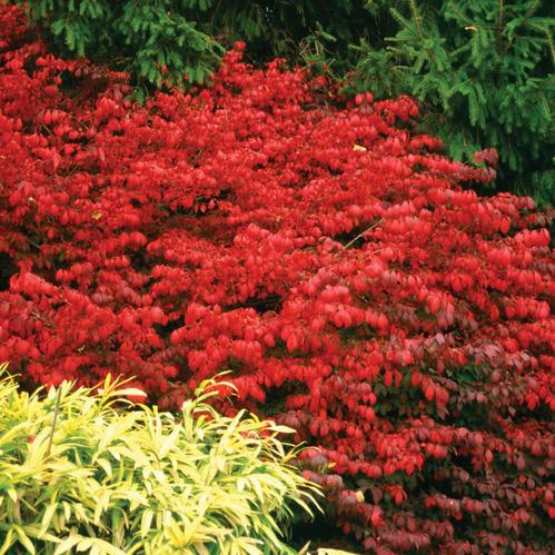 Burning-Bush-Fire-Ball.jpg