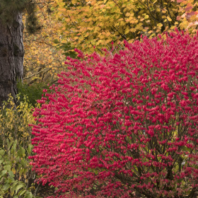 Burning Bush/ Little Moses