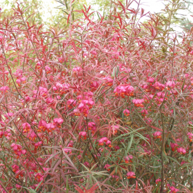 Burning Bush/ Turkestan