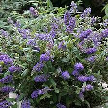 Butterfly Bush/ Blue Chip