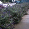 Butterfly-Bush-Blue-Chip-2.jpg