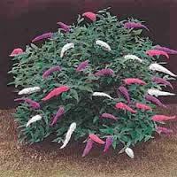 Butterfly-Bush-Bouquet-3-in-1-1.jpg