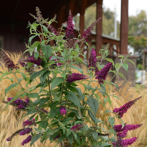 Butterfly-Bush-Cranrazz.jpg