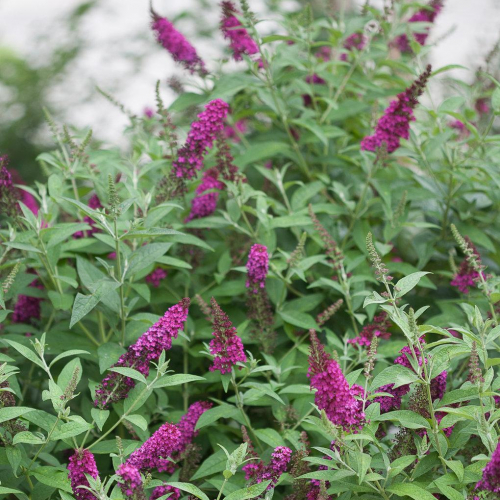 Butterfly-Bush-Miss-Molly-1.jpg