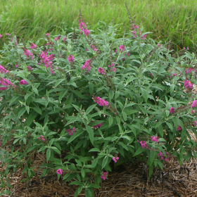 Butterfly Bush/ Miss Ruby