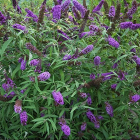Butterfly Bush/ Dwarf Purple