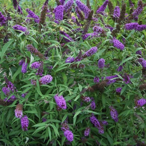 Butterfly-Bush-Nanho-Purple.jpg
