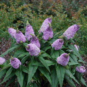 Butterfly Bush/ Pugster Amethyst