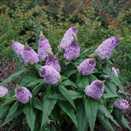 Butterfly-Bush-Pugster-Amethyst.jpg