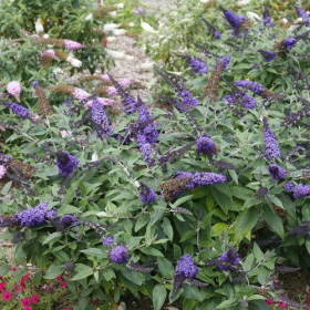 Butterfly Bush/ Pugster Blue