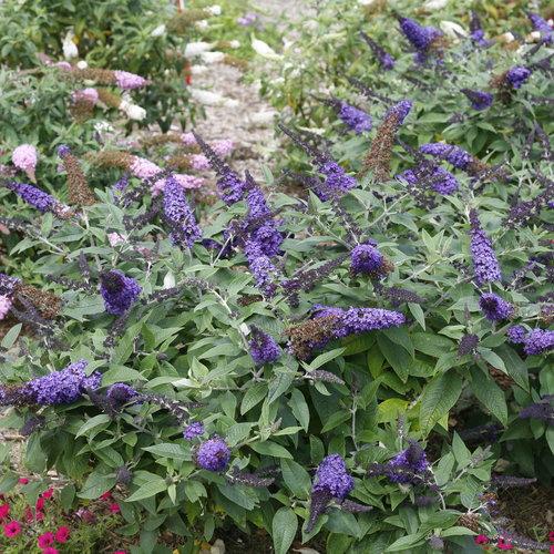 Butterfly-Bush-Pugster-Blue.jpg