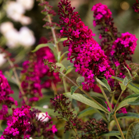 Butterfly Bush/ Royal Red