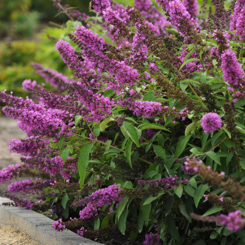 Butterfly-Bush-Tutti-Fruitti.jpg