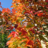 Celebration-Maple.jpg