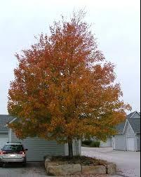 Celebration-Maple-2.jpg