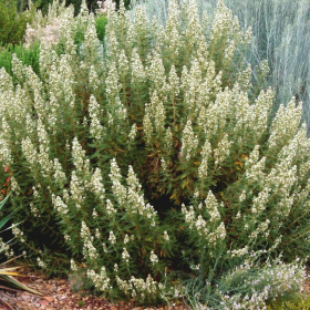 Fern Bush
