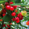 Cherry_Montmorency-1.jpg