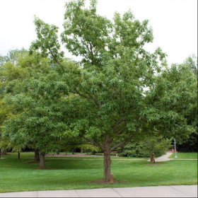 Oak/ Chinkapin