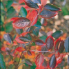 Chokeberry-Autumn-Magic-2.jpg