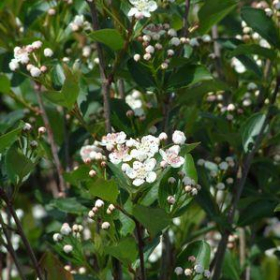 Chokeberry/ Autumn Magic Black