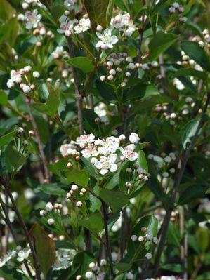 Chokeberry-Autumn-Magic.jpg