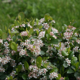 Chokeberry/ Low Scape Mound