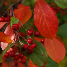 Chokeberry/ Brilliant Red