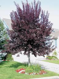 Chokecherry/ Canada Red