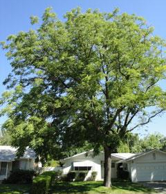 Coffeetree/ Espresso