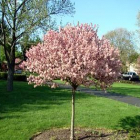Crabapple/ Coralburst