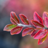 Cotoneaster-Autumn-Inferno-2.jpg