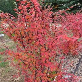 Cotoneaster/ Autumn Inferno