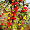 Cotoneaster-Autumn-Inferno-3.jpg