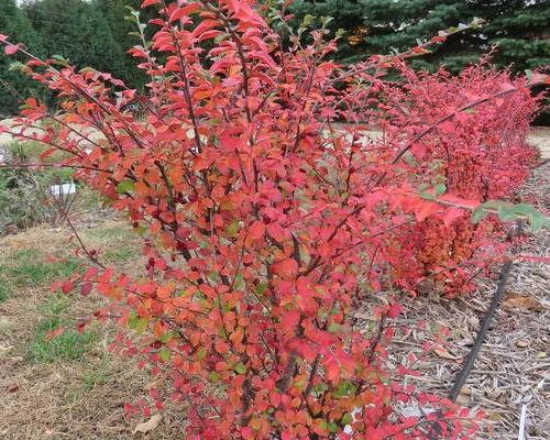 Cotoneaster-Autumn-Inferno.jpg