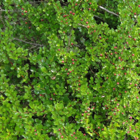 Cotoneaster/ Tom Thumb